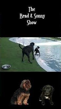 Archie’s Pool Poop Fiasco at the Dog Water Park!