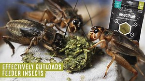 13K views · 25 reactions | Join the revolution. And make a resolution. Make the switch to Arcadia InsectFuel, the only totally natural gutloader which boosts feeder insect nutrition for all animals. On their own, once your livefoods such as crickets and locusts arrive at your home they are low in calcium and provitamin A. Feed them on this hydrating, easy to use mix and they will act as packets of nutrition for your pet! | Arcadia Reptile | Facebook