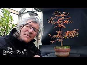 Pruning My Bald Cypress, The Bonsai Zone, Oct 2025