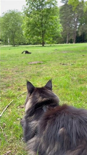 A Forest for Two🌲#mainecoon