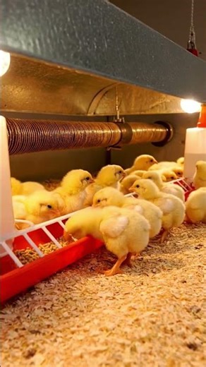 Brooding management of Broiler chicks #poultry #chicken farming #broiler farming # poultry care