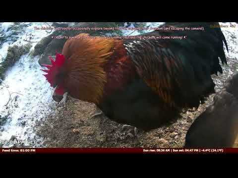 LIVE: Distributeur Automatique pour Poulets – Contrôle par Chat ! 🐔💬