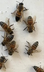 3K views · 56 reactions |  Why Do Bees “Washboard”?  Ever noticed...