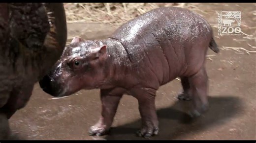Newborn baby hippo is a boy!
