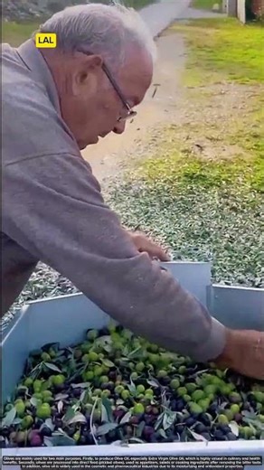 olive harvesting process