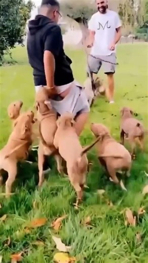 Dogs Funny Moments 😂