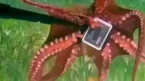 Viral Video: Octopus steals GoPro camera from Australian diver in playful encounter (WATCH)