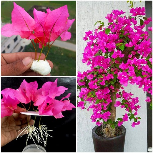 27K views · 353 reactions | Amazing water propagation for grow bougainvillea plant from flowers || Best way to gardening | DIY IndoorGarden | Facebook