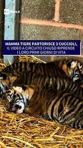 469K views · 10K reactions | Le telecamere a circuito chiuso del West...