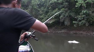 Intense fishing in Papua New Guinea for Black Bass by Gong Lei. | Piazzar Fishing Community Marketplace