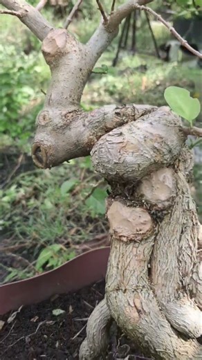 BONSAI SANCANG EKSPOSE AKAR#shortsvideo #shortsbonsai #bonsaisancang