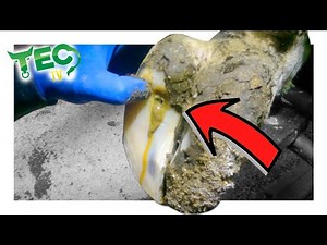 PUS POP IN COW'S HOOF INSTANT RELIEF FOLLOW UP | TEC TV