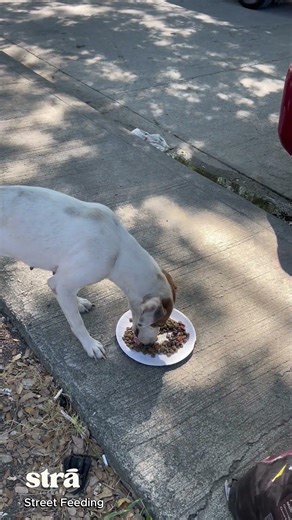 We found this mama stray on the street, digging through trash just to survive.
