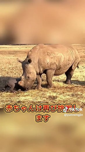 サイの赤ちゃん誕生の感動的な瞬間