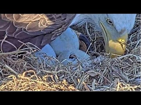 WATCH: Baby Eagles expected to hatch in Dulles Virginia