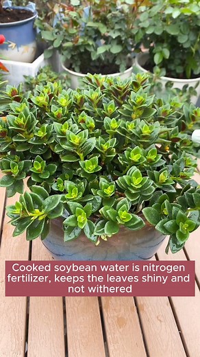 4.3K views · 46 reactions | 5 types of irrigation water that you don't know about #gardening #garden #gardeningtips #gardenlife #gardeninspiration #gardenideas #gardenlove #gardendesign #gardenersofinstagram #gardenersworld #garden_styles #gardenphotography #gardenlovers #gardenerslife #gardenart #gardenbeauty #gardensofinstagram #gardenplants #gardenviews #gardenersparadise #gardenista #gardeningcommunity #gardenloversclub #gardenaddict #gardeners #gardenerslife | Addicted Gardening | Facebook