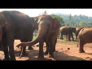 Poo Paper (Sri Lanka Sustainable Award Winning Technology)