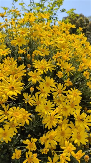 揺れるマーガレットコスモス🌼