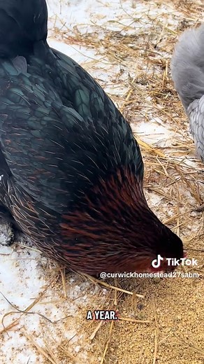 Understanding Black Star Chickens: Traits and Benefits