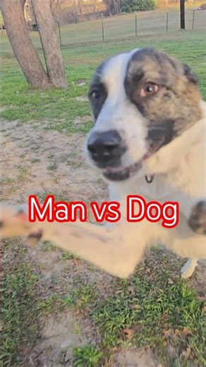 Man vs Dog (Backyard Battle)