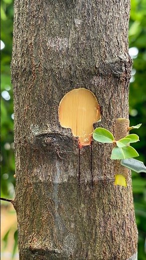 When two trees become one 🌱💚 — grafting magic in action!