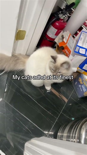 The cat who’s like dory from finding Nemo