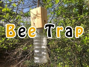 Let's make a Bumble Bee Trap.