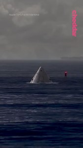 496K views · 12K reactions | 0:10 that’s a pretty thin rocket 0:15 oh it’s an adapter 0:19 ohhh - #nasa #rockets #space #rocketdesign #aerospace | Cheddar Now | Facebook