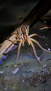 96K views · 901 reactions | Raft spider hunting on water. | Hashem Al-Ghaili | Facebook