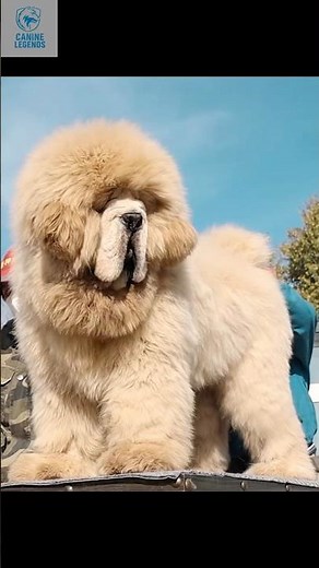 Rare Tibetan Mastiff Beast — A Once in a Lifetime Monster Dog