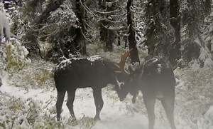 WATCH: Bull Moose Battle It Out On Trail Cam