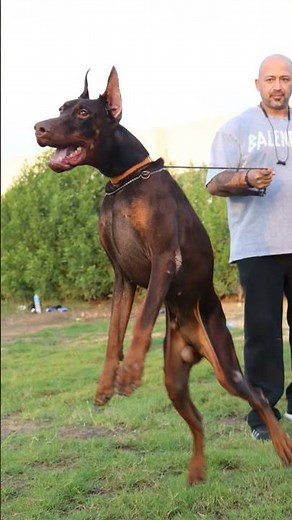 من اجمل الكلاب الدوبر مان تفاصيل عاليه جدا #dog #كلاب #كلاب_دوبر_مان