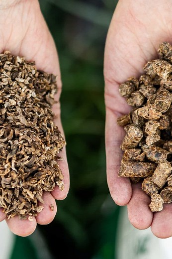 Feeding Beet Pulp to Horses: Benefits, Tips, and Safe Use
