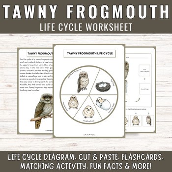 Tawny Frogmouth Life Cycle: Australian nocturnal bird Science Unit Study
