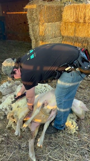 Dairy Sheep getting sheared for first time. #sheep #farming #shear #homestead