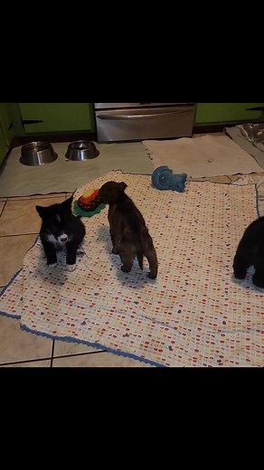 5K views · 678 reactions | The Parvo pups are still working on recovery, especially the brown boy. I'm hoping he comes out the other side soon. | Emotional Rescue LLC | Facebook