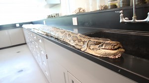 Giant snake caught on video: View record Burmese python from its head to its tail