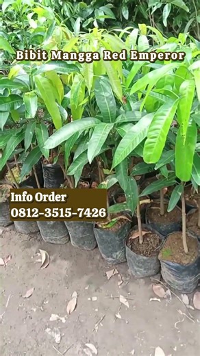 Bibit Mangga Red Emperor Okulasi Asli, Siap Tanam