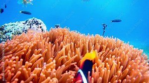 Mesmerizing footage of tropical fish tomato clownfish in anemone and coral reef, set against the body of the ocean