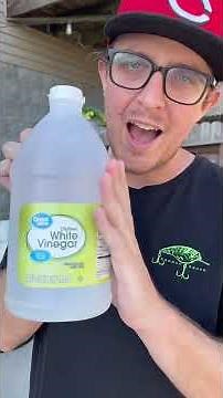 Flesh Eating Beetles Clean a Snapping Turtle Shell! #flesheatingbeetles #snappingturtle