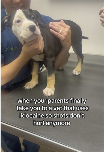 Fear Free Vet Visits: Making Shots Comfortable for Pets