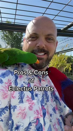 Pros & Cons of #eclectus by popular demand #rescuebird #parrot #parrotsoftiktok