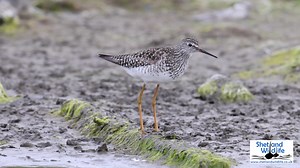 A short video of the North American Lesser Yellowlegs discovered by Paula Moss and Hugh at Grutness early yesterday afternoon. This gorgeous shorebird gave our Ultimate Shetland group amazing views later in the day. Footage by Hugh. See more of our wildlife pics and videos over on our Instagram page at https://www.instagram.com/shetlandwildlife/ | Shetland Wildlife