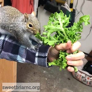 To feed or not to feed a squirrel, that is the question... There is a raging debate over whether or not folks should feed wild squirrels. You read that right. It's not a question of whether people love or hate squirrels, but whether feeding them is safe for them. Did you know that in some states it is actually illegal to feed squirrels? California and maybe soon in NY City’s parks. If you're undecided on your squirrel feeding position, the local, federal or state government may decide for you. M