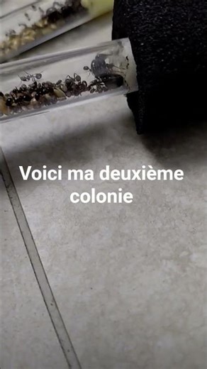 Ma deuxième colonie de fourmis..