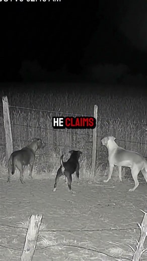 The Dogs Went Silent When They Saw It: SCP-096 💀 #shorts