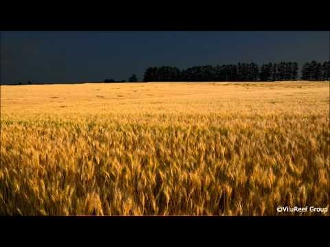 【作業用BGM】虫の声（夏夜）60 min/Sound of insects