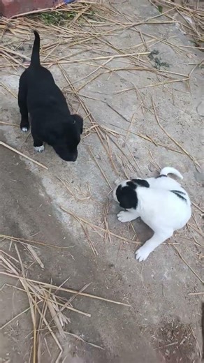 Cute Dog Sound Puppy | Small Dog Voice | Small Dog Sound | Cute Dog Playing | #shorts #dogsound