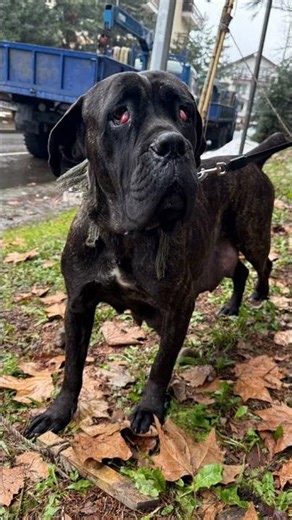 A loyal family dog sharing simple moments full of love and happiness
