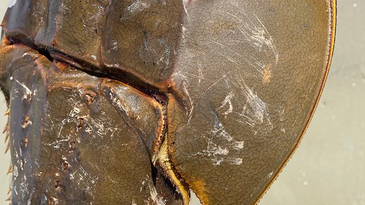 Horseshoe crabs lifeblood for watermen and health care, to get reprieve from harvesting